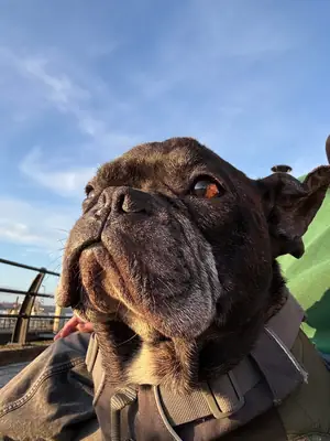 great dog but I’m not home enough anymore