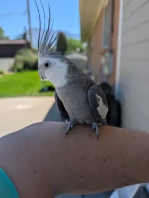 healthy bird, just not keeping up with it anymore