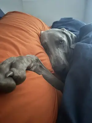 not the right fit for apartment living