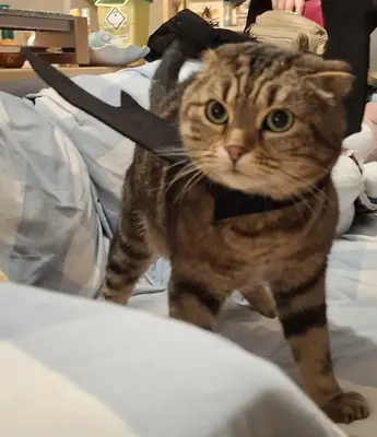 easy cat, just doesn’t match my current routine