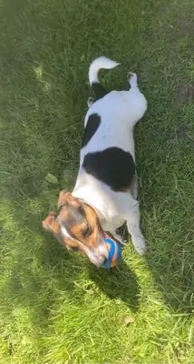 high energy dog, needs someone more active than me