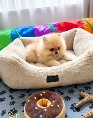 Cachorro Pomerania
