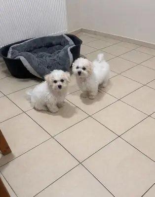 Bichon Frise