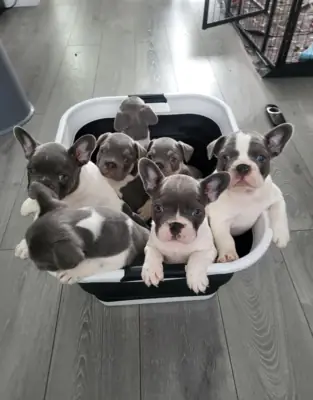 Cachorro Bulldog Francés