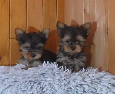 Yorkshire terriers