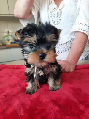Yorkshire terriers