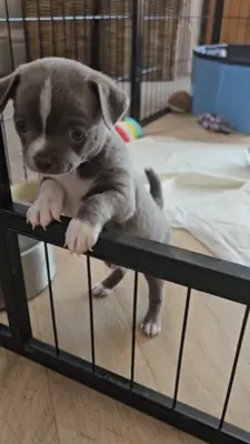 美丽的吉娃娃小狗