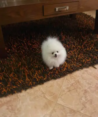 博美犬幼犬