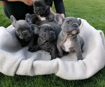 法国斗牛犬幼犬