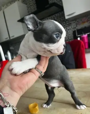 波士顿犬