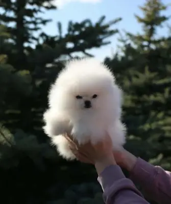 Pomeranian Yavru