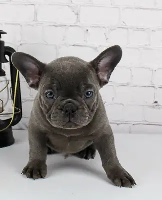 Cachorro de Bulldog Francés