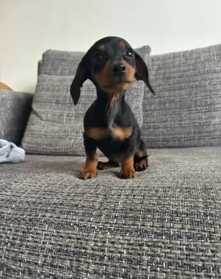 Cachorros Dachshund