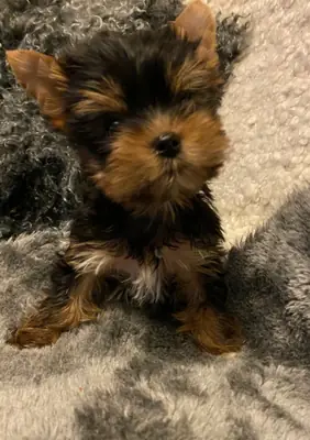 Yorkshire terrierler