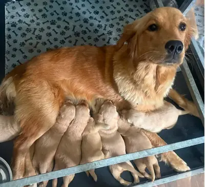 金毛寻回犬幼犬