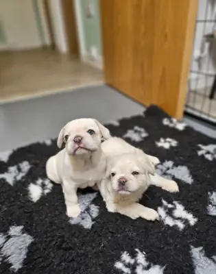 法国斗牛犬小狗