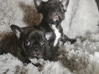 French Bulldog Puppy