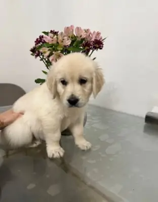 Cachorros Golden Retriever