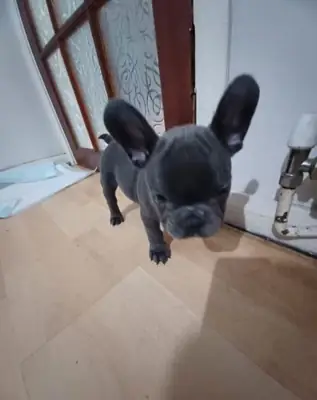 Cachorro Bulldog Francés