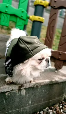 Isırma huyu yoktur sevimlidir