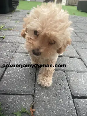 Chiots Cavapoochon