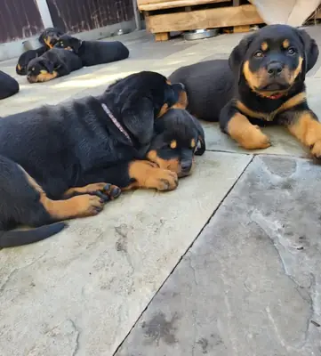 Cachorros de Rottweiler de Línea de Campeón de Calidad Excepcional