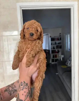 Adorables cachorros de Poodle Toy en venta Saludables, vacunados y listos para el amor