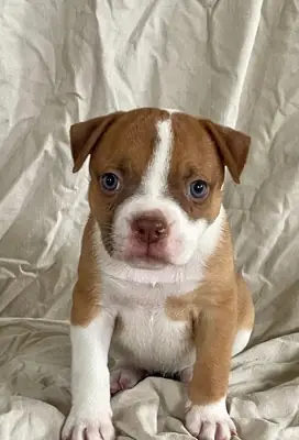 Cachorros de bulldog americano saludables