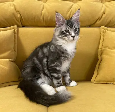 可爱的缅因猫小猫，公猫和母猫，寻找新家。