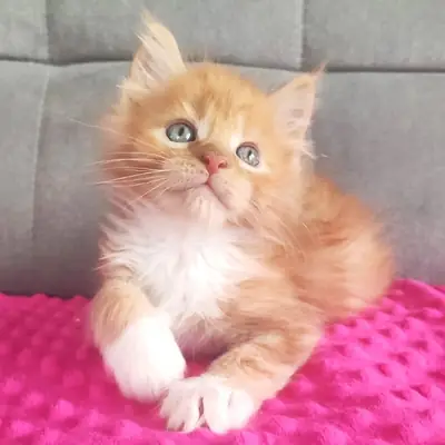 出售缅因猫小猫 – 美丽而温柔的伴侣