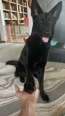 bahçeli evi olan birine sahiplendirilecek