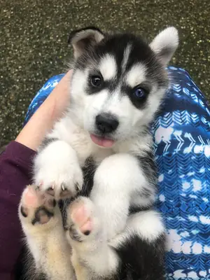 enerjik bir köpek, zaman ayırabilecek biri lazım