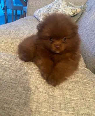 Cachorros Pomerania (macho y hembra) disponibles