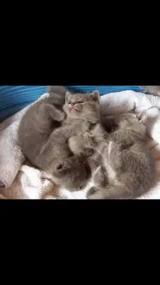 Adorables gatitos chartreux disponibles