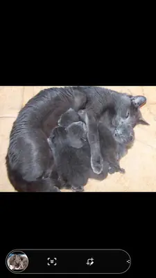 Gatitos Chartreux en adopción