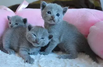 Chartreux kittens looking for an adoptive family