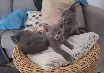 To adopt clean chartreux kittens