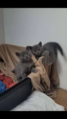 Hermosos Gatitos Disponibles para Familia Adoptiva