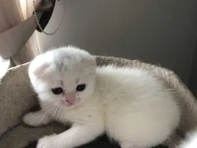 Mignon chaton Scottish Fold à adopter