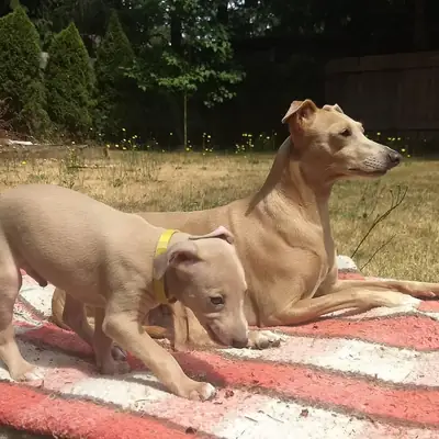 Adorables chiots Greyhound italien mâles et femelles disponibles