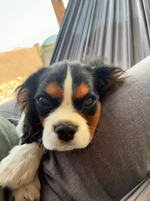 cavalier king charles için daha ilgili bir ev arıyoruz