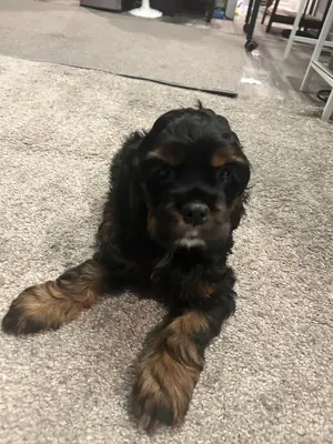 alıştığı düzeni koruyabilecek biri olursa daha iyi olur