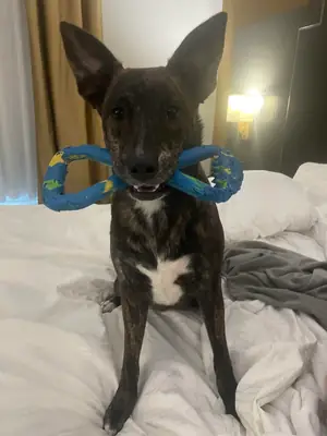 tecrübeli birine verilmesi daha doğru olur