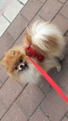 可爱、经验丰富、高品质的茶杯