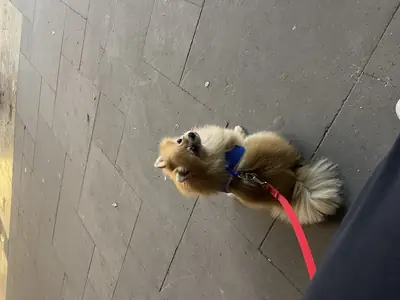 Sevimli tecrübeli A kalite SCRli erkek pomeranianımızı çiftleştirmek istiyoruz 