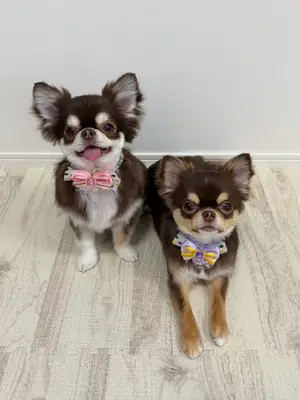 Chihuahua puppies up for adoption 