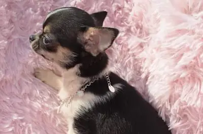 Mignon petit chihuahua disponible pour adoption 