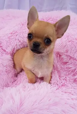 Chihuahua yavruları mevcut