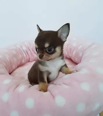 Nous avons des chiots chihuahua à l'adoption 