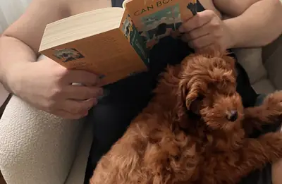 5-Month-Old Maltipoo – Playful, Healthy, Suitable for Home Environment